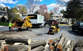 Professional Tree Removal and Landscaping Services in Palmyra, WI